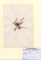 藏品(Grateloupia filicina (J.V. Lamouroux) C. Agardh)的圖片
